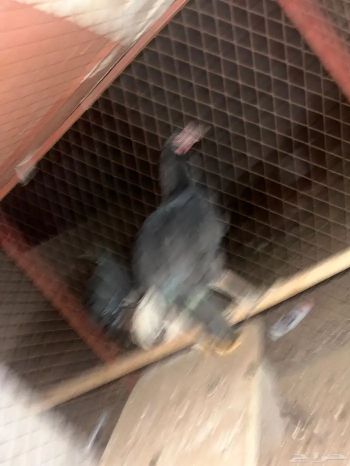 دجاج للبيع 2