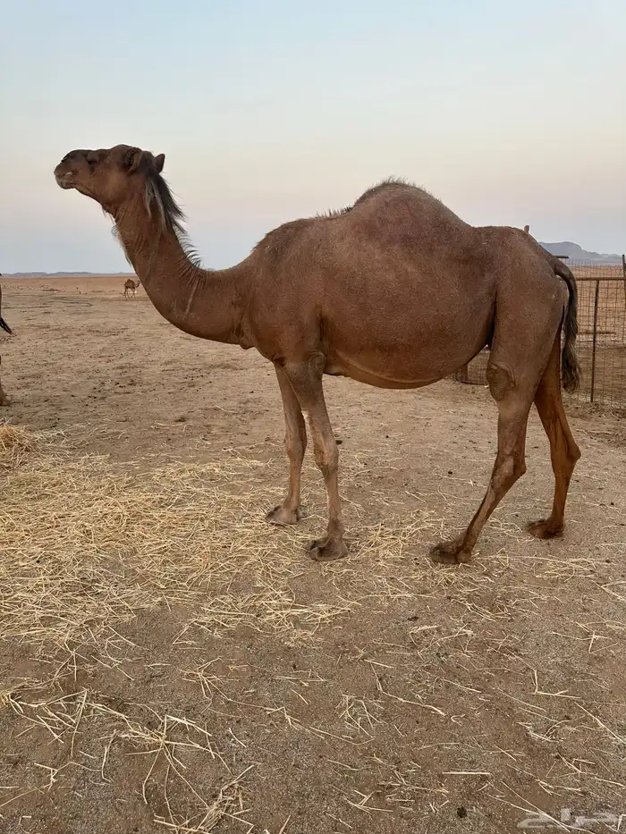 ابل ملاقي ( تم البيع ) 2