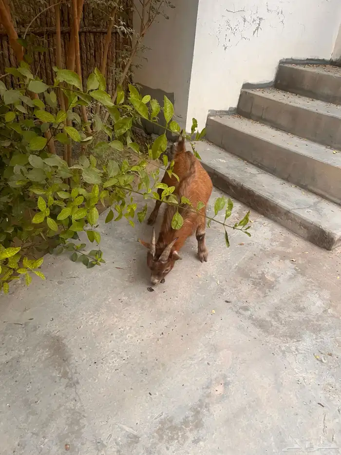 ماعز قزم صنف مشروع فحل 2