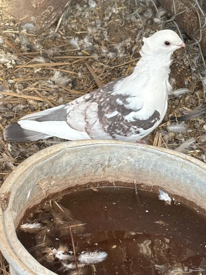 حمام حب الرمان بياض الصحه شرط حمام زينه 1