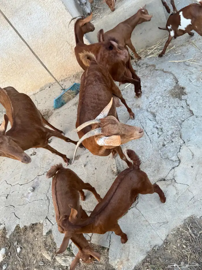 معزا مناتيج 0