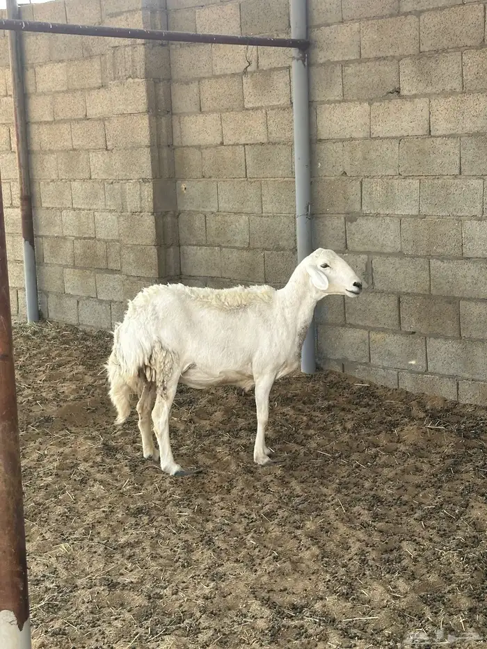 حريات سمان3 0