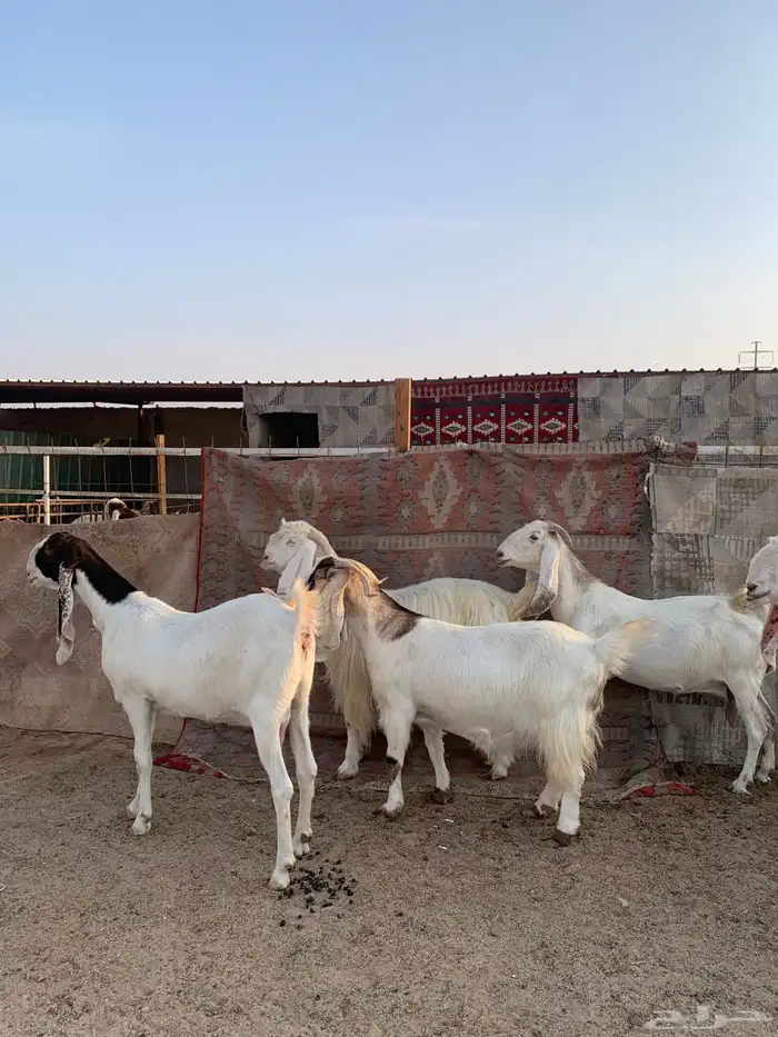 معزا مضاريع 0