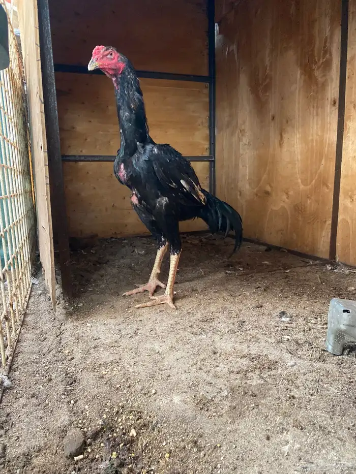 شامو ألماني هزاز ودم هزاز 2