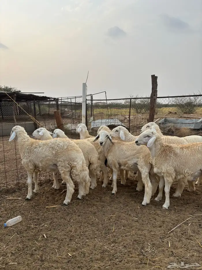 ذبايح للمناسبات 2