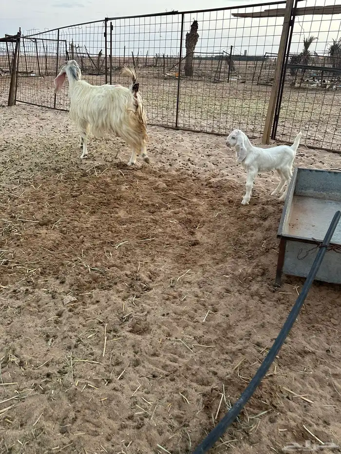 للبيع عنز مشروكة 2