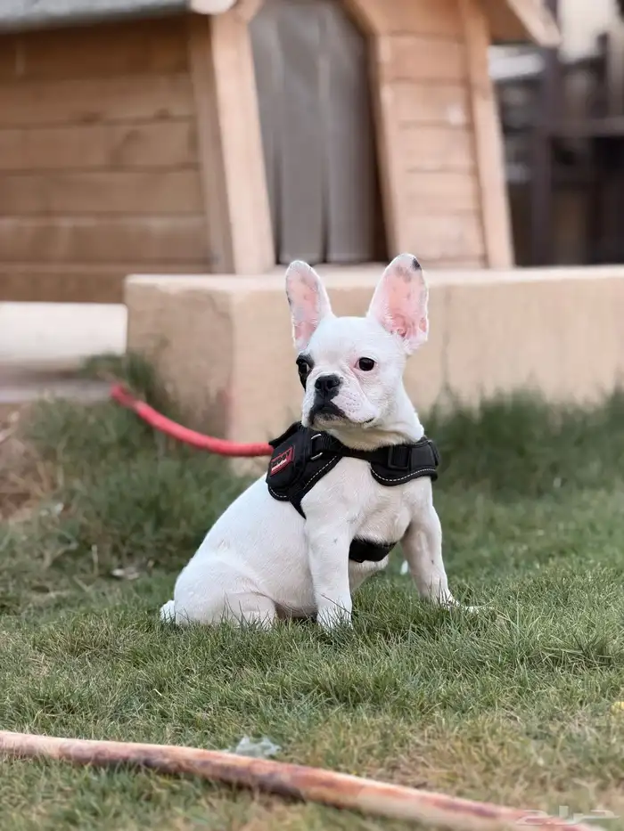 كلاب فرنش بولدوق 4