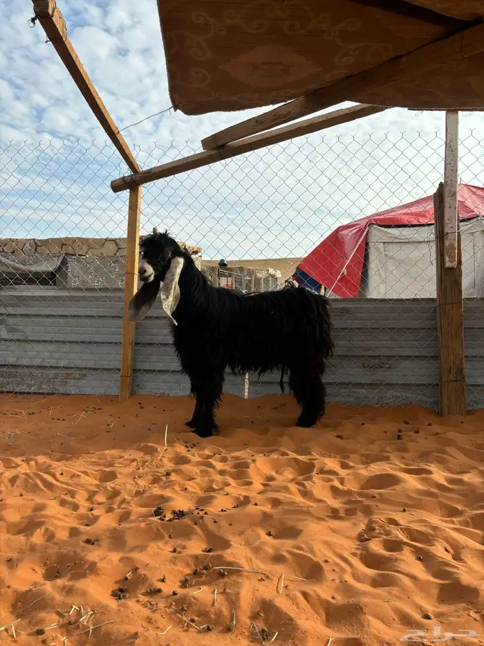 تيس رباع عارضي 1