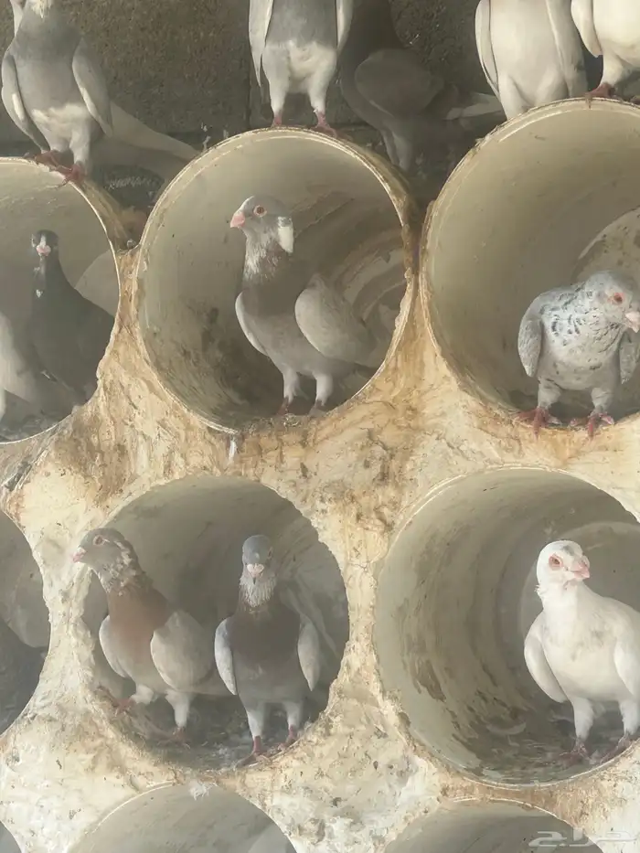 بيع حمام شامي 0