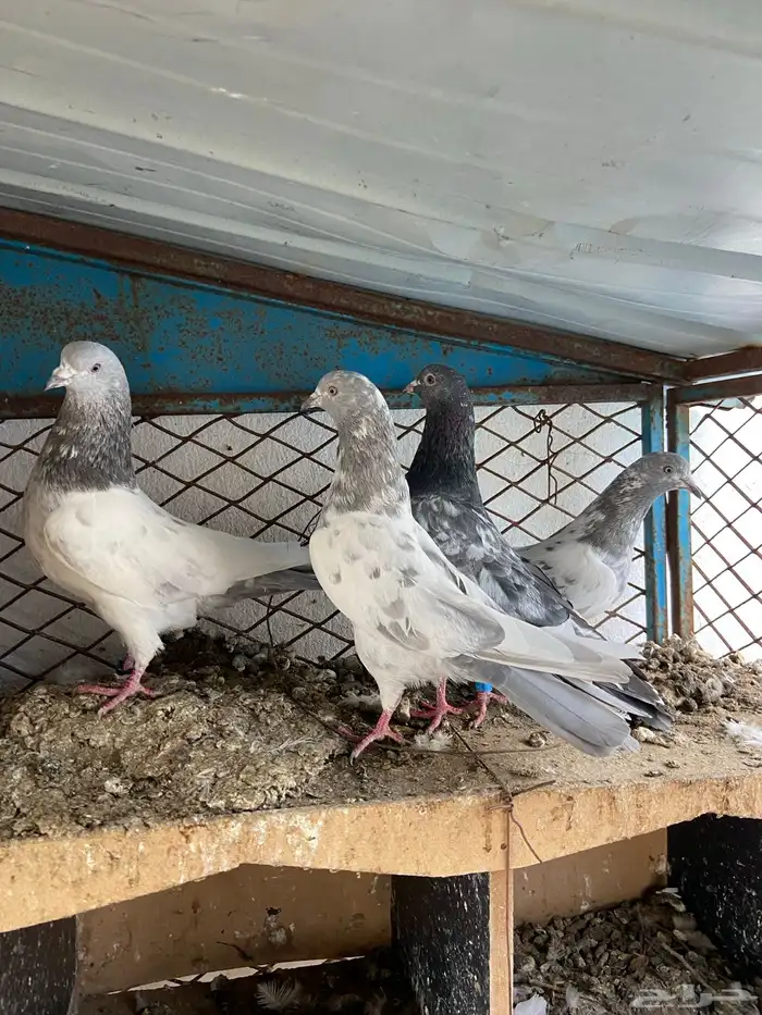 حمام باكستاني 4