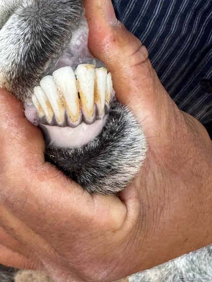 للبيع عنز معها جفره 2