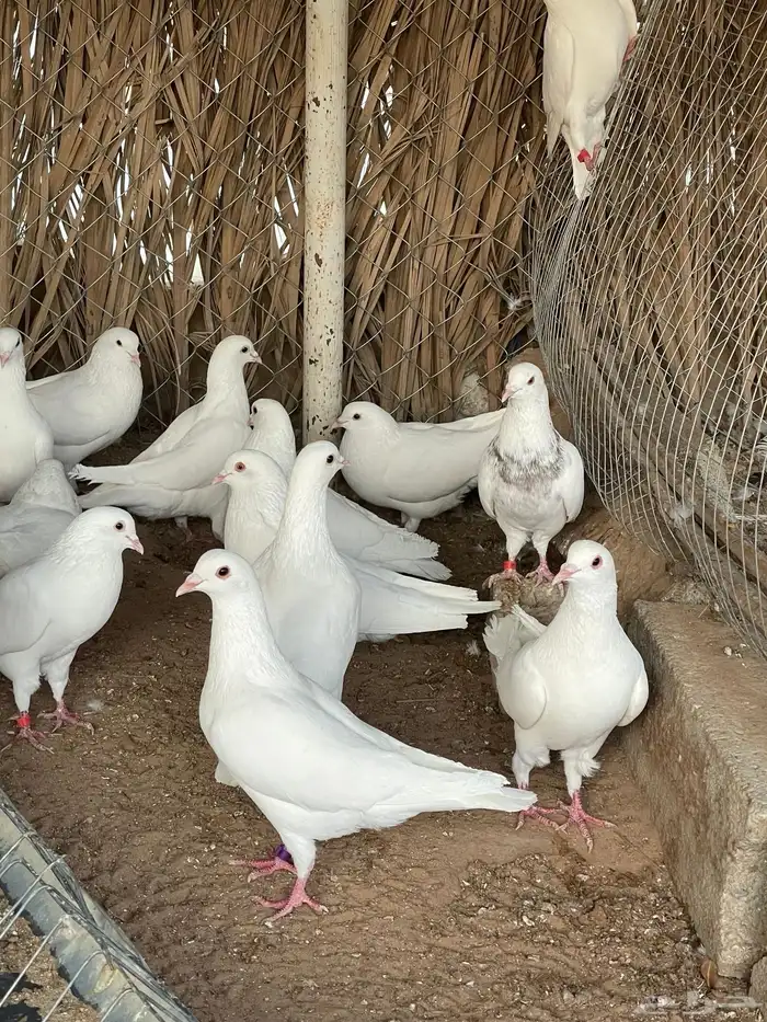 ذكور حمام فرنسي 2