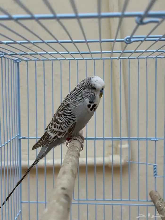 طيور حب إنجليزي 0