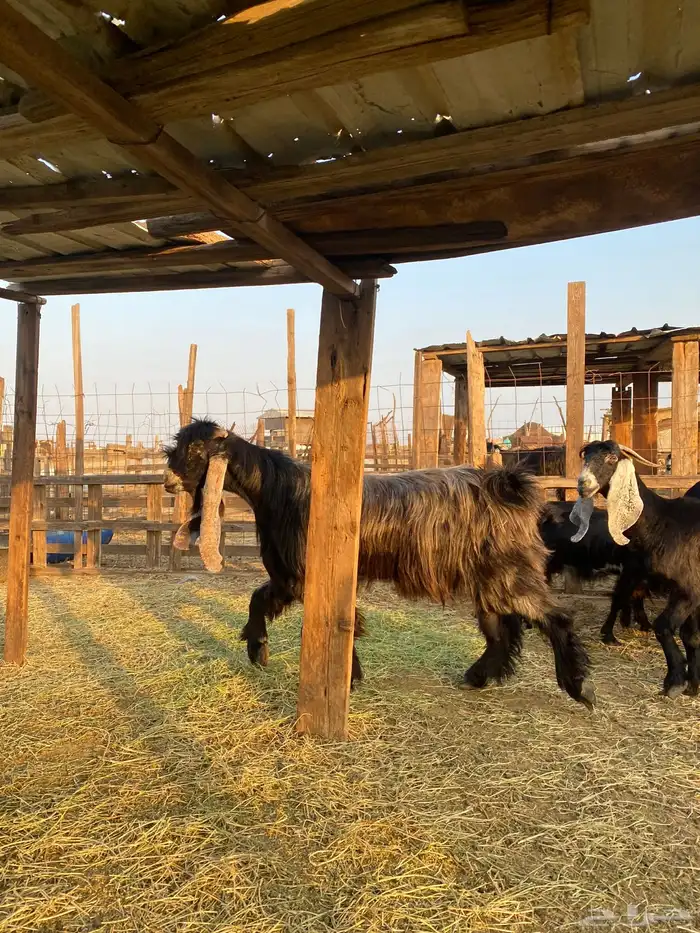 للبيع معزا عوارض وحريات بالفحل دفيع ومضاريع 21