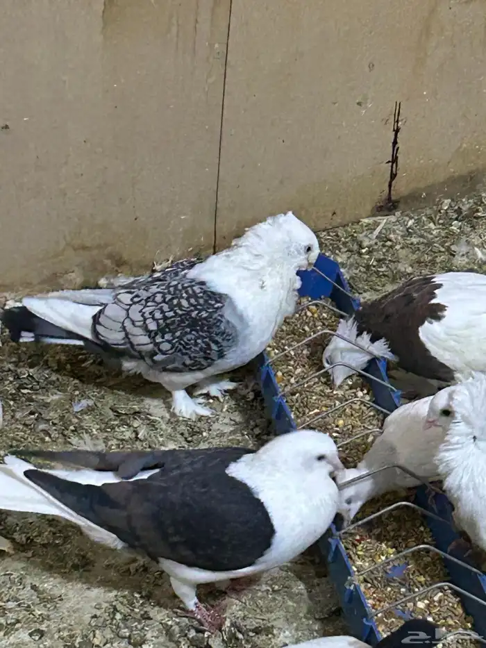محمية طيور للبيع حمام كروان منتج 3