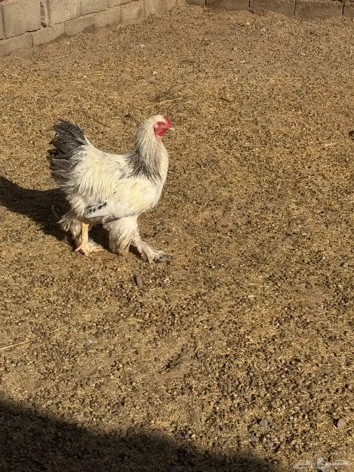 دجاج برهما كولمبي والأسود الصك خوارج سلالة كونك مستوىTOP 1