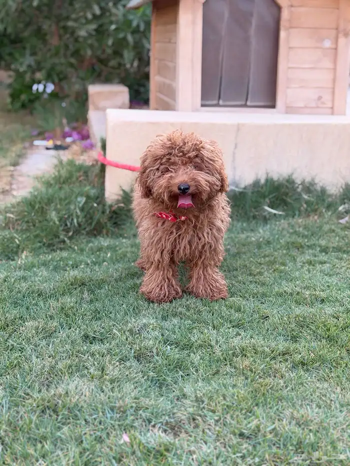 انثى توي بودل 12