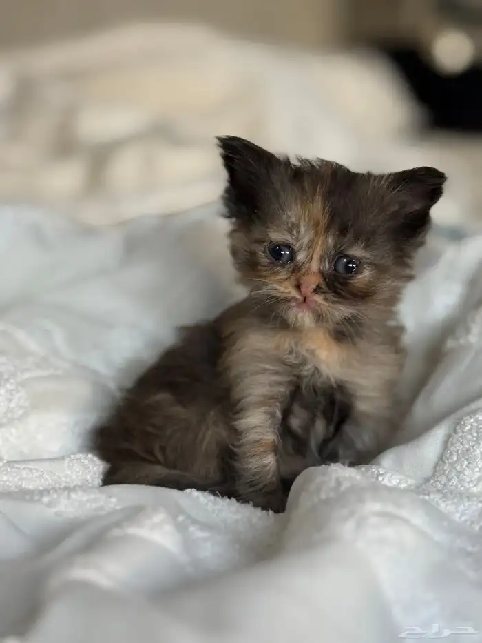 قطة شيرازي للبيع 1