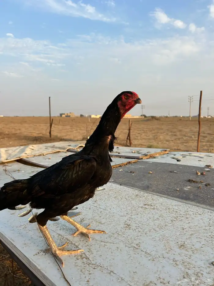 دجاجة الماني 3