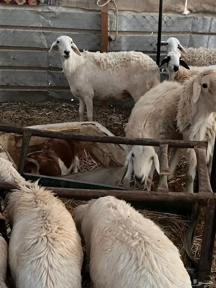 غنم حريه مراح واحد 3