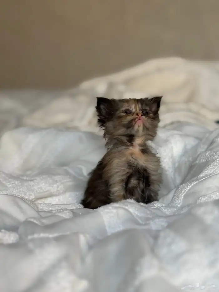 قطة شيرازي للبيع 0