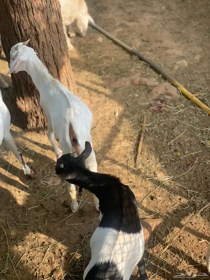 تيوس للبيع 3