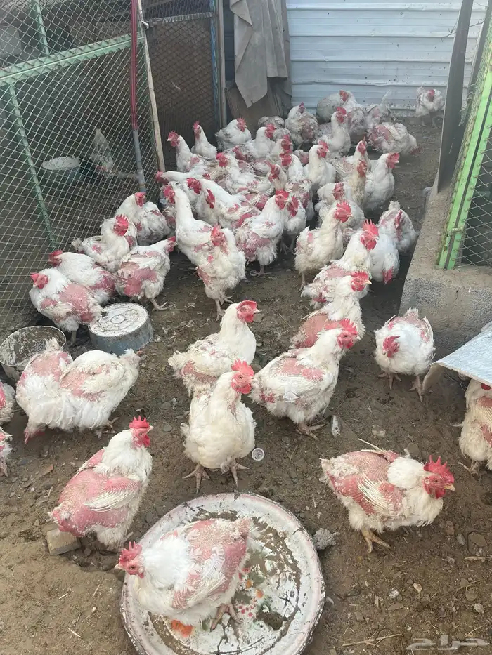 دجاج لحم أربع كيلو 0