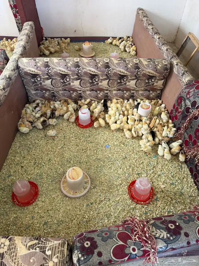 صوص العمر من 4 ل 5 2