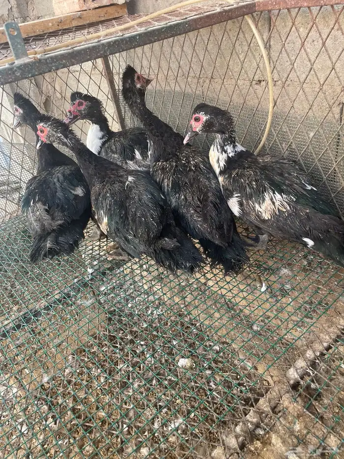 للبيع بط حمام 2