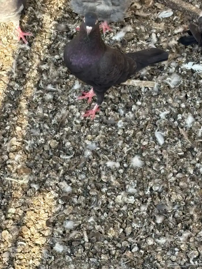 حمام عادي للعس 6