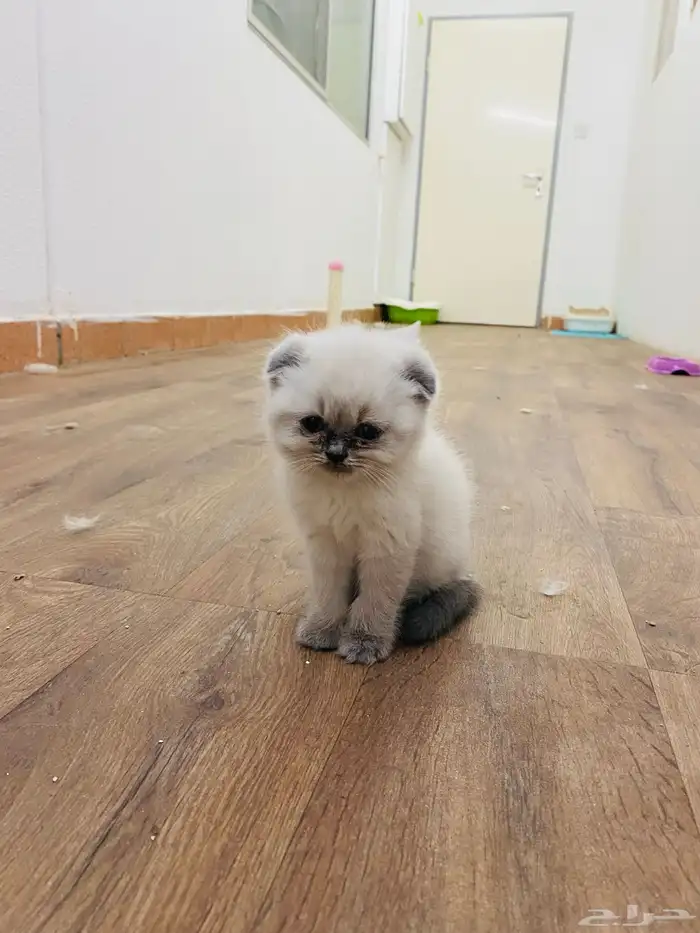 للبيع على السوم العمر 3 أسابيع 7