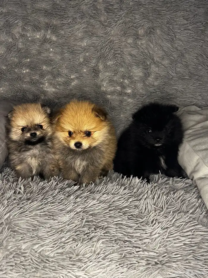 Male   Female Pomeranian Puppy 5