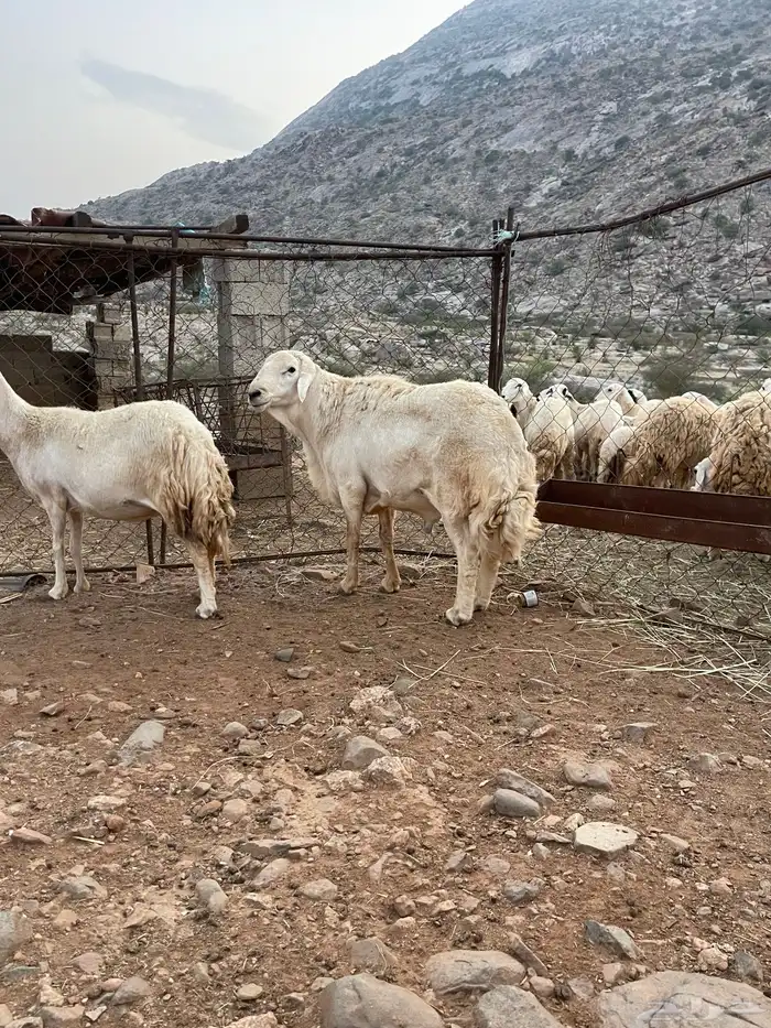 فحل حري فاخر 2