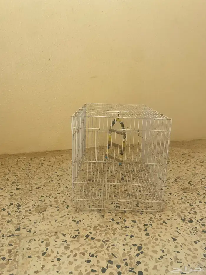 شبك طيور ب50 او اكثر لا يجيني الا الصامل 1