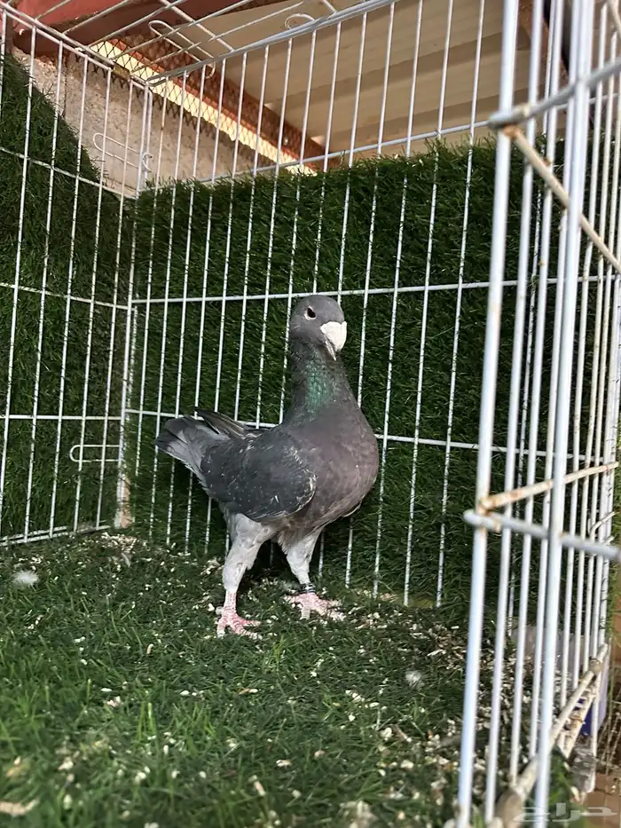 حمام بيوتي هومر 0