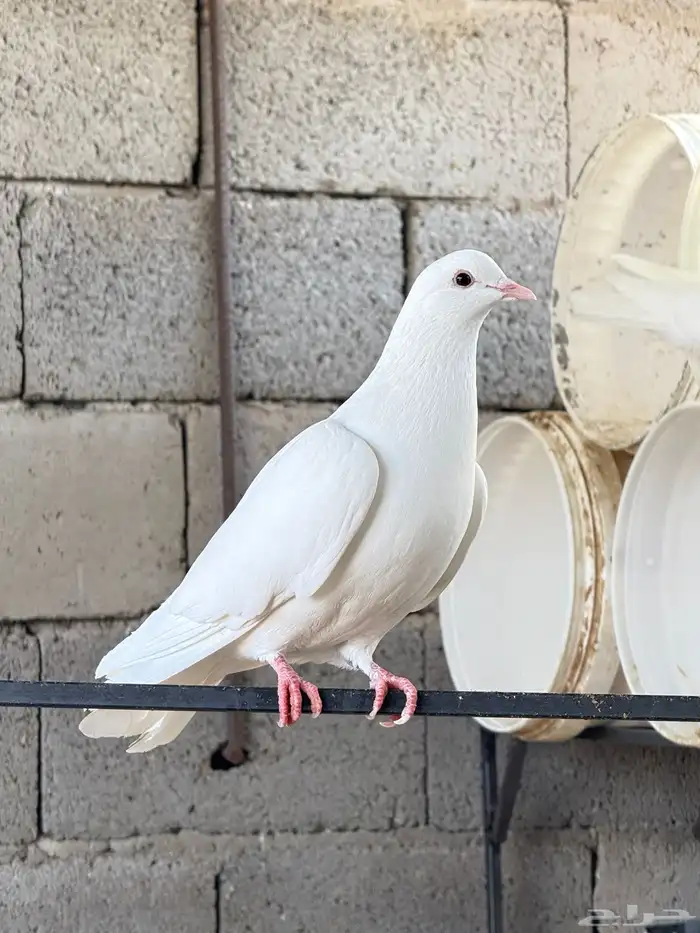 حمام فرنسي ابيض 20 جوز مفروز وجاهز 11