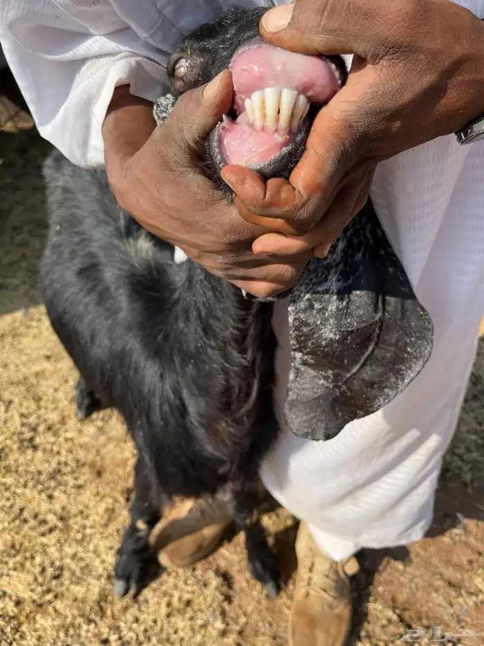 معزا متاومه 3 معها 6 روم وديوس سلم سديس قارح شبب الحناكيه 4