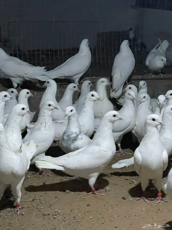 ذكور حمام فرنسي 7