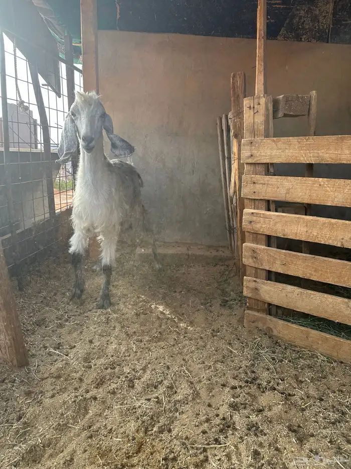 عنز مشروكه خلفه طيبه حدرها جفره 2