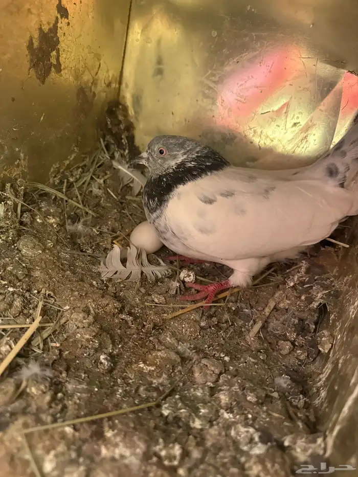 حمام للبيع 2