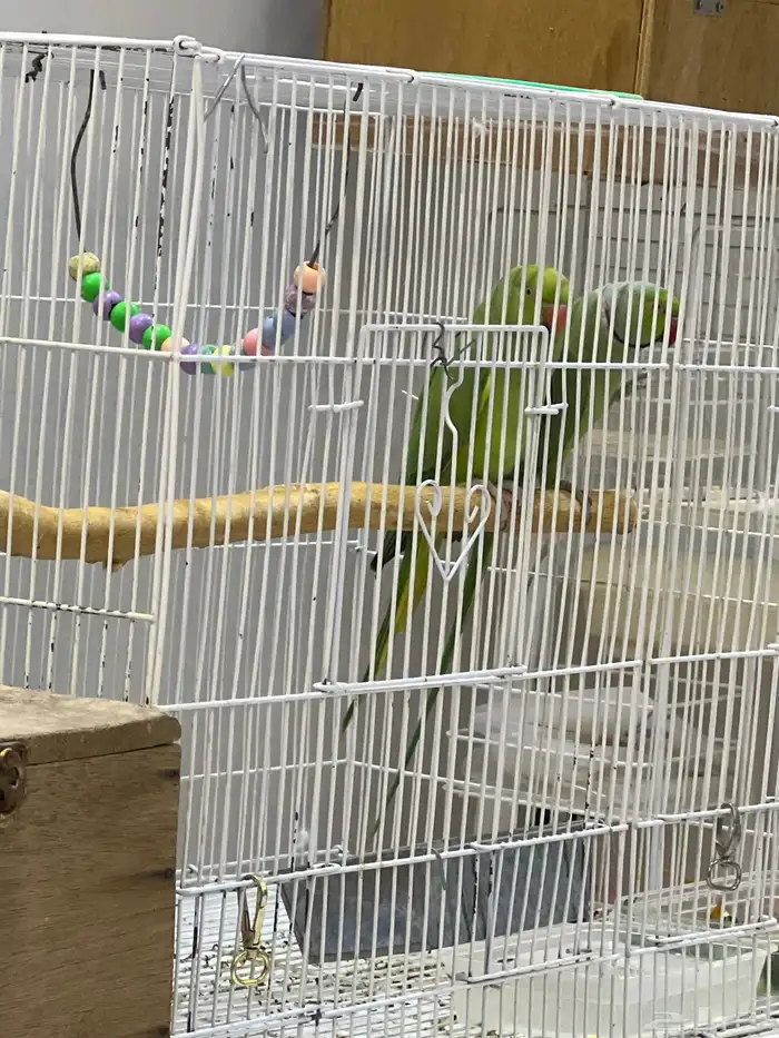 جوزين من طيور الروزمنتج وجوز درة هندي منتج والطيورحجم جمبو 3