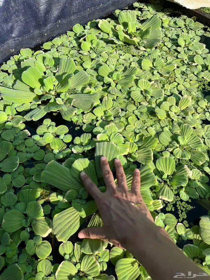 علف ازولا وسالفينيا وخس الماء للغنم والدجاج 1