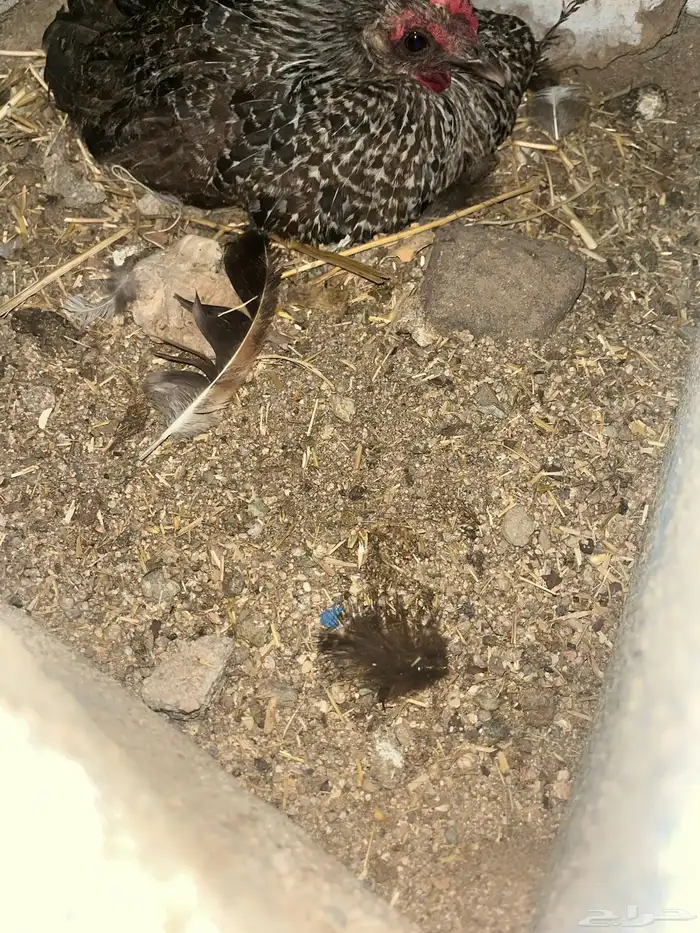 دجاج للبيع 7