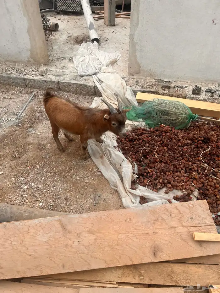 ماعز قزم صنف مشروع فحل 4
