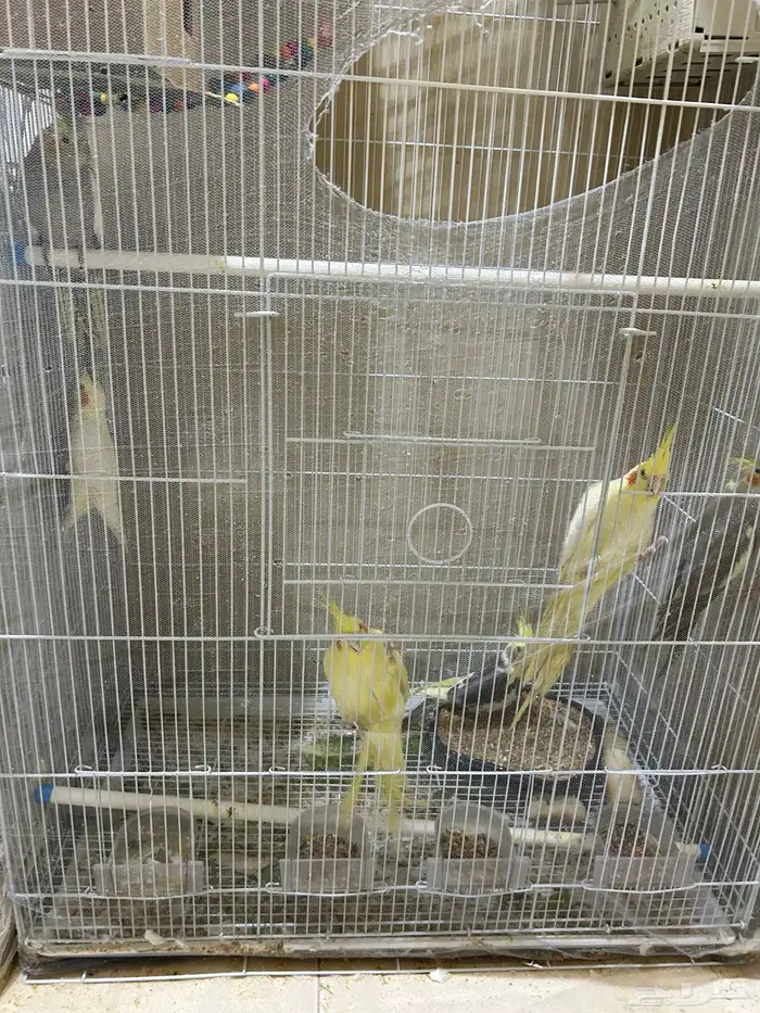 محمية طيور للبيع حمام كروان منتج 8