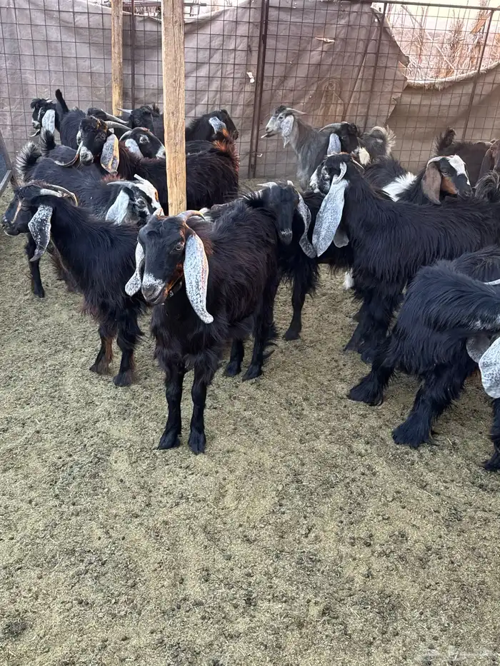 تيوس وجفار للبيع 2