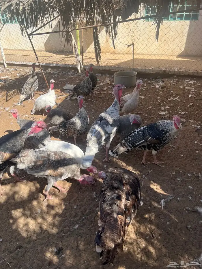 دجاج رومي للبيع 2