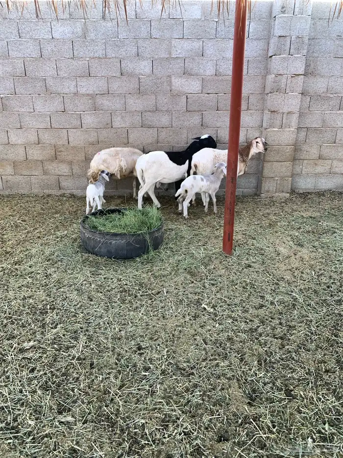 غنم ولد للبيع عدد 4 2