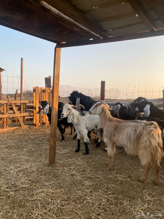 للبيع معزا عوارض وحريات بالفحل دفيع ومضاريع 10