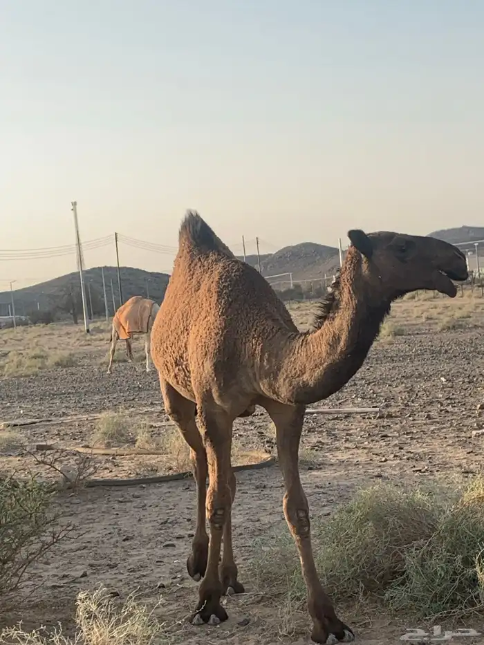 البيع بكره 0